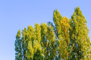 Fototapeta premium Top trees in autumn