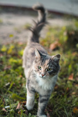Naklejka na ściany i meble cute gray domestic cat with green eyes walks on the street, tail raised, looking at the camera