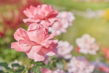 Beautiful pink rose in the garden, pink roses with background blurred