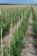 Growing fruit trees. Netherlands. Horticulture.