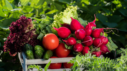 A box of fresh vegetables from your garden