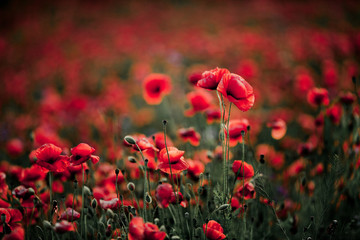 Obraz premium many poppies on a field