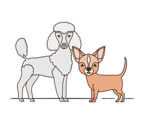 cute and adorable dogs on white background