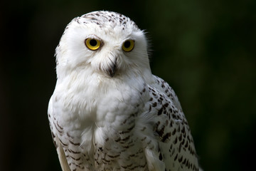 A snowy white owl