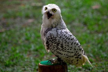 A snowy white owl
