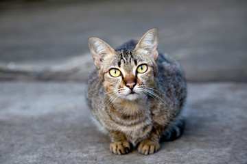 kitten is sleepy, sleepy kitten, Cat with yellow eyes looks at camera 