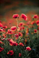 poppy flowers in nature