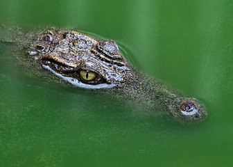 Crocodiles bask in the sun. Crocodiles in the pond. Crocodile farm. Cultivation of crocodiles. Crocodile sharp teeth.