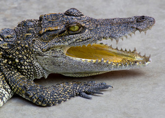 Naklejka premium Crocodiles bask in the sun. Crocodiles in the pond. Crocodile farm. Cultivation of crocodiles. Crocodile sharp teeth.