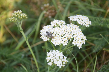 Flower with fly closeup
