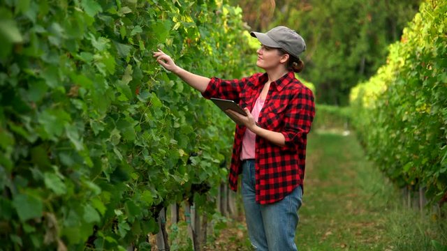 A woman farmer with digital tablet on a vineyard. Smart farming and agriculture 4.0. 