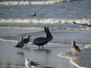 pelicans on beach