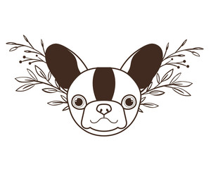 head of cute boston terrier dog on white background