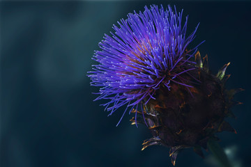 Cardoon flower in full bloom flower art  dark filter
