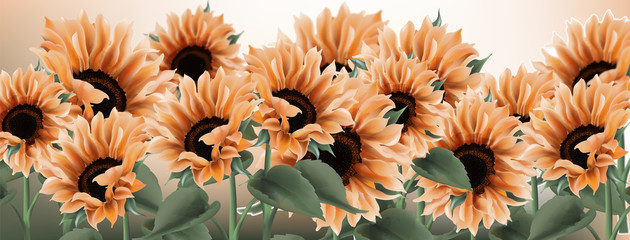 Sunflower watercolor background Vector. Vintage rustic style floral decors