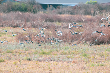 Flying birds in the field 