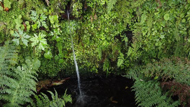 Close up of "Levada", small water channel, in "25 Fontes" footpath, Rabacal, Madeira island, Portugal