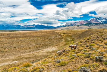 Wild Horses in Patagonian plains under the mountains