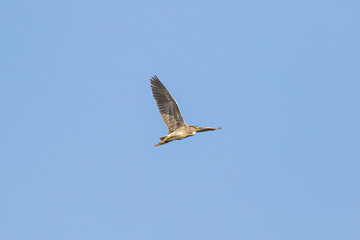 Black crowned night heron-Héron bihoreau (Nycticorax nycticorax)