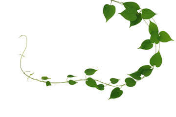 Twisted jungle vines liana plant with heart shaped green leaves nature frame layout isolated on white background, clipping path included.