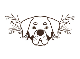 head of cute rottweiler dog on white background