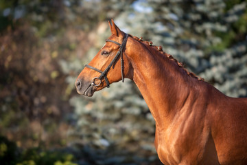 Horse close up portrait in motion in bridle