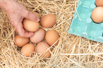 La mano recoge los huevos del gallinero y los coloca en un cartón de huevos.