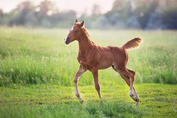 Beautiful red foal run and fun on spring green sunrise field