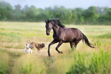 Black horse run and play with dogs
