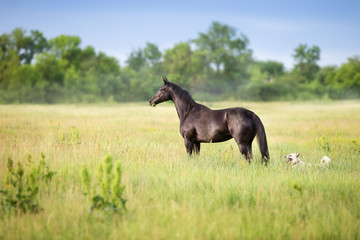 Fototapeta na wymiar Black horse standing on summer field