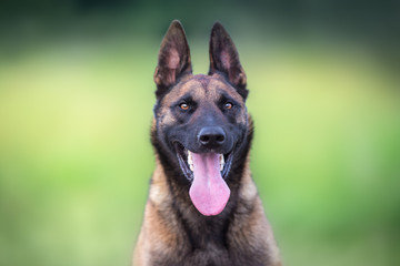 Malinois sheepdog close up portrait at summer field