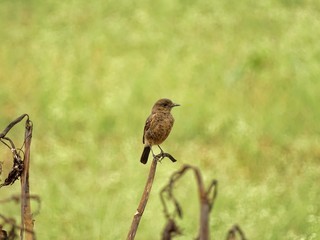 fly catcher sitting on a dried plant with soft green backround