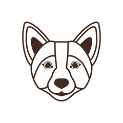head of cute welsh corgi dog on white background