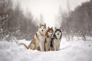 Three huskies in snow