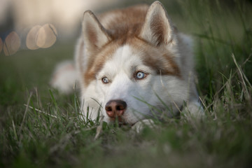 Blue-eyed husky portrait