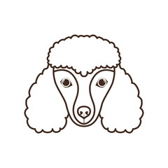 head of cute poodler dog on white background