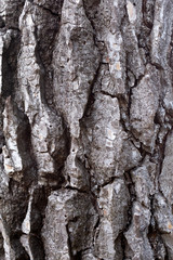 Wood texture