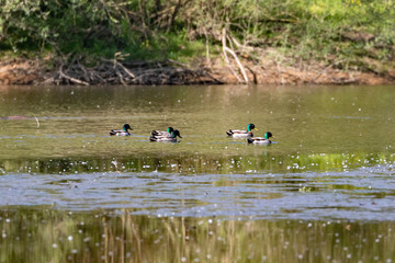 Mallard-Canard colvert (Anas platyrhynchos)