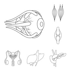 Vector illustration of anatomy and organ symbol. Collection of anatomy and medical stock symbol for web.