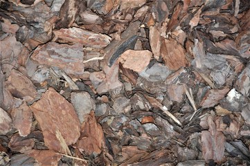 mulch pine bark