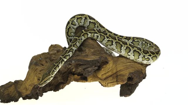Granit Burmese Python or Python molurus bivittatus on wooden snag isolated in white background.