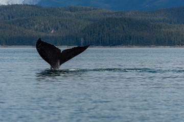 Fototapeta premium Whale watching Juneau AK