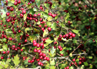 Bright red berries and green leaves on a branch of hawthorn in autumn.Healthy.