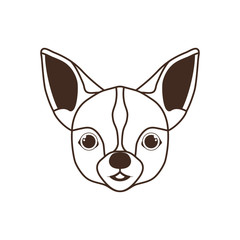 head of cute chihuahua dog on white background