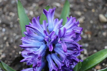 purple flower in the garden
