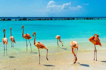 Fotobehang Roze flamingo op het strand van Aruba © camaralucida1