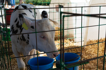 Young calf (heifer) in white calf-house diary farm. Animal protection concept
