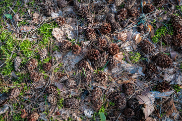 pine seeds in a pine forest on the ground