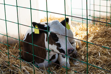 Young calf (heifer) in white calf-house diary farm.  Animal protection concept
