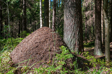 anthill under the sun in a pine forest